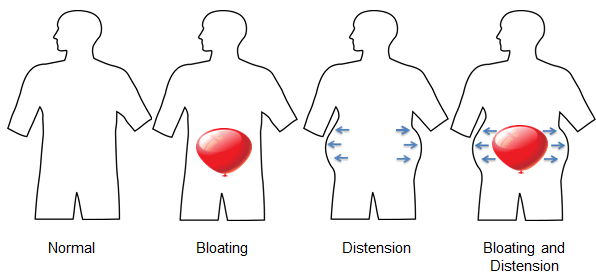 What Actually Happens in Your Body When You Feel Bloated? The Biology Behind