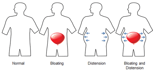 What Actually Happens in Your Body When You Feel Bloated? The Biology Behind